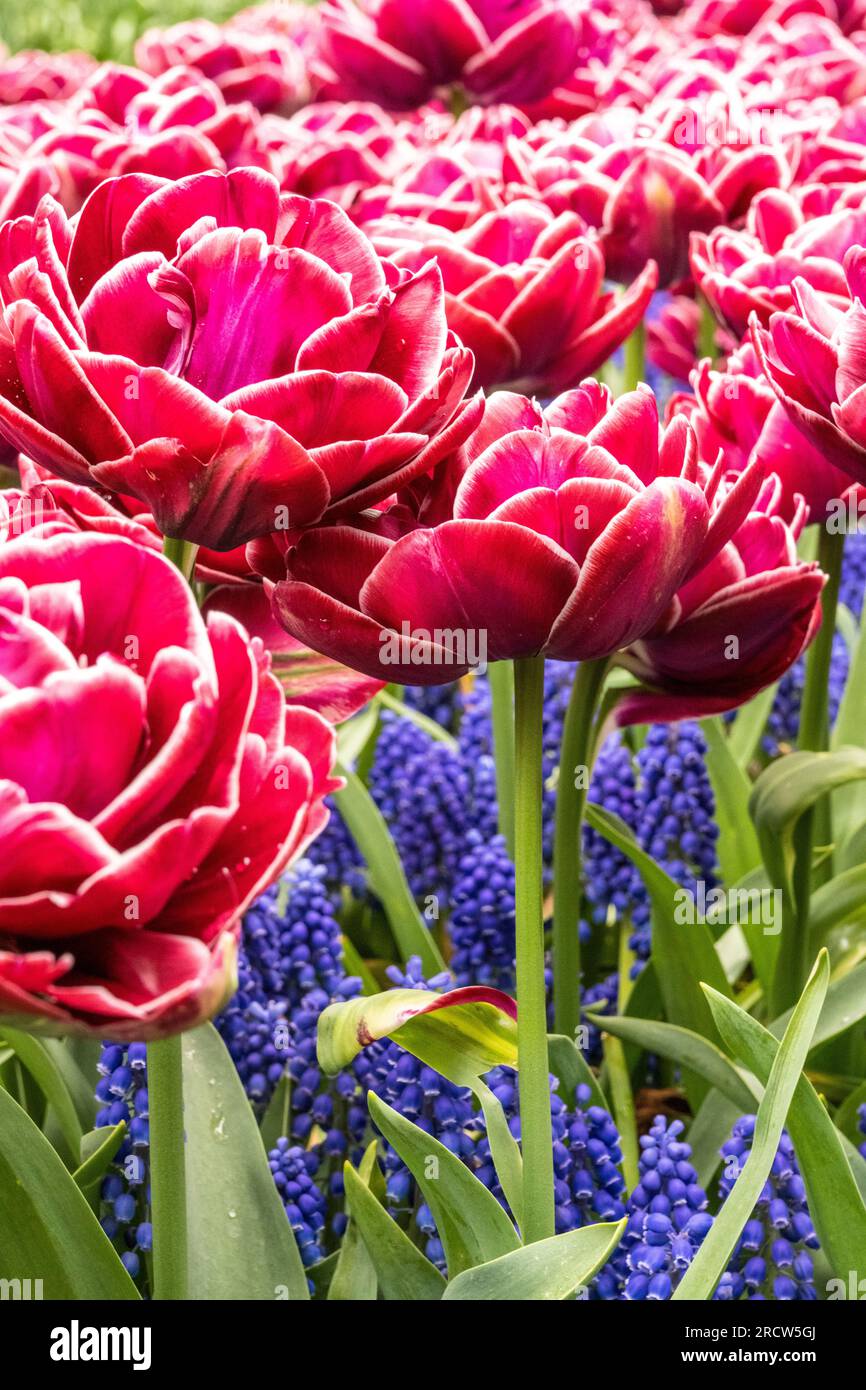 Dunkelrosafarbene Tulpen mit blauer Traubenhyazinthe Stockfoto