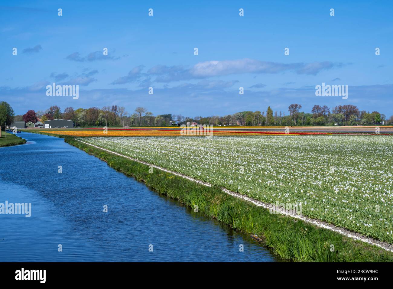 tulpenreihen und -Felder in der Nähe der Gartenanlage Keukenhof Stockfoto