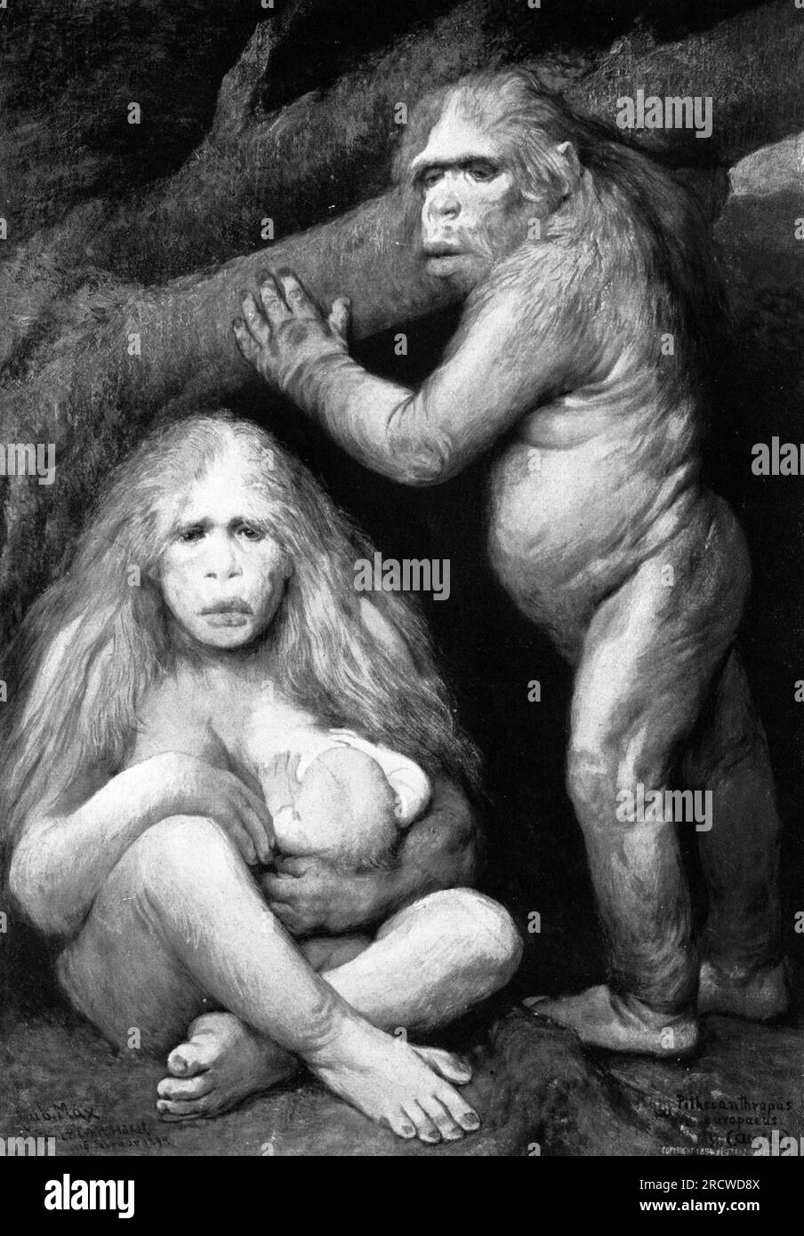 vorgeschichte, Hominid, Pithecanthropus (Java man), ca. 143000 - 20000 Jahre, ADDITIONAL-RIGHTS-CLEARANCE-INFO-NOT-AVAILABLE Stockfoto