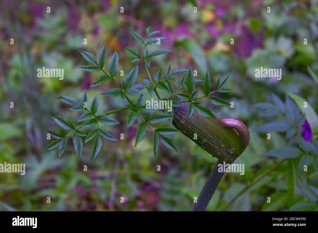 Spezifisches epitheton -Fotos und -Bildmaterial in hoher Auflösung – Alamy