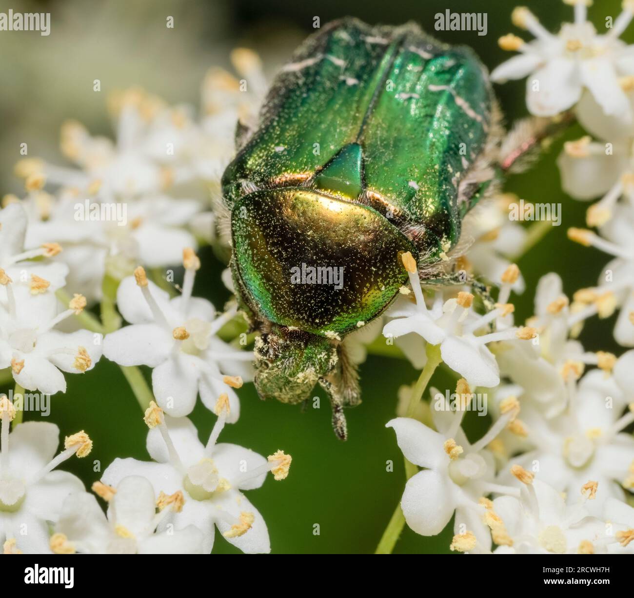 Frontales Makrofoto einer grünen Rosenscheuer auf weißen Blüten Stockfoto