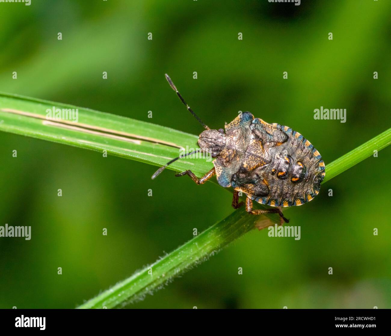 Makroaufnahme mit der Nymphe eines Waldkäfers auf Grasstreifen auf grünem Rücken Stockfoto