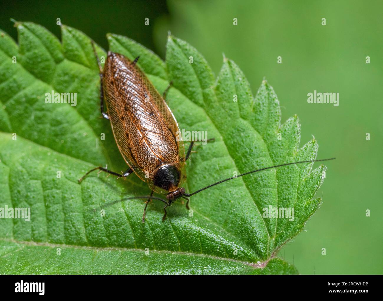 Makroaufnahme einer dunklen Kakerlake auf grünem, stechendem Nesselblatt, von oben gesehen Stockfoto