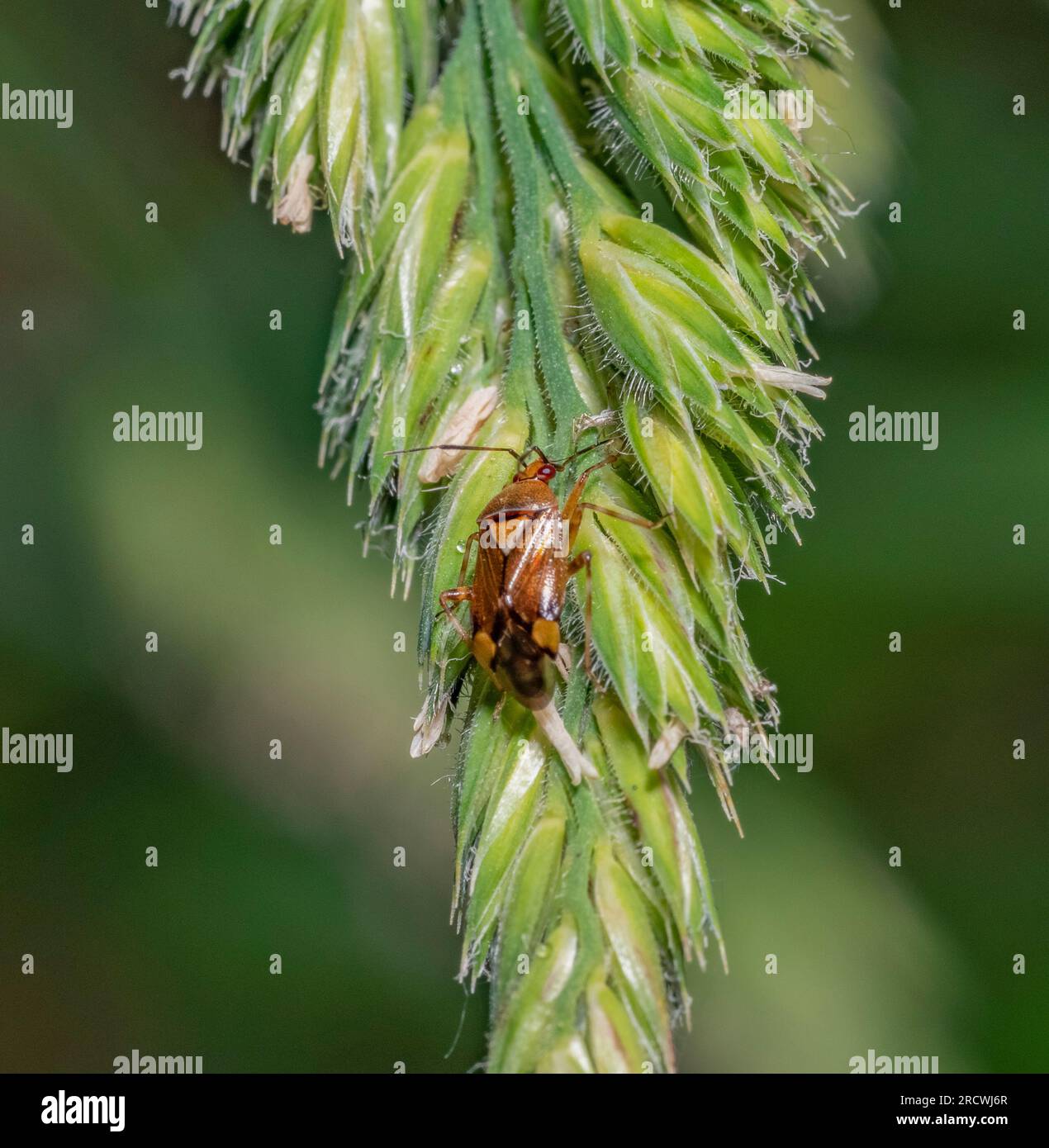 Makroaufnahme eines miriden Käfers auf einem grünen Grasohr Stockfoto