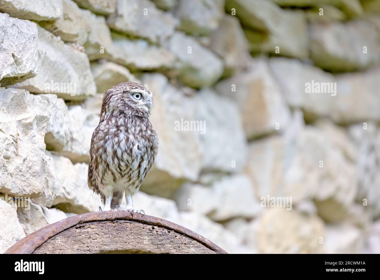 Seitenansicht der kleinen Eule, die vor einer Steinmauer posiert und auf den freien Platz schaut, der für den Text bereit ist. Stockfoto