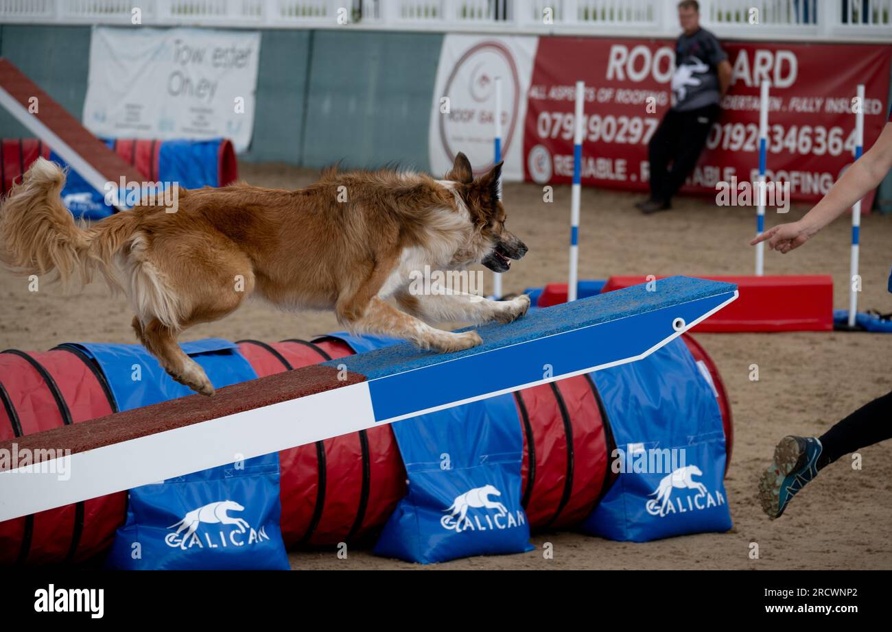 Die Junior Open Agility World Championships 2023. Stockfoto