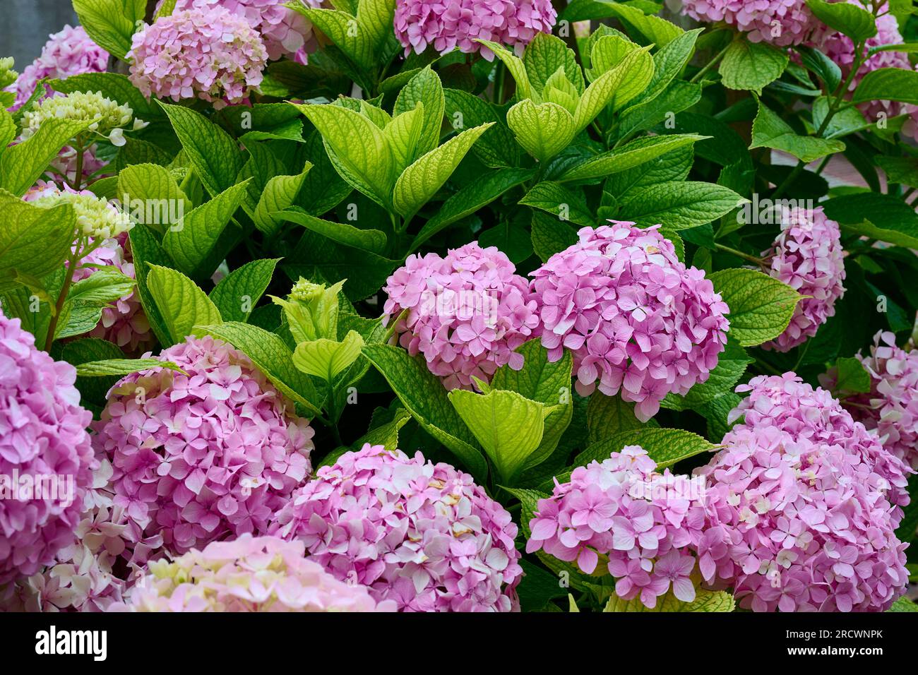 Blick auf die wunderschöne Blume der rosafarbenen Hortensien Stockfoto