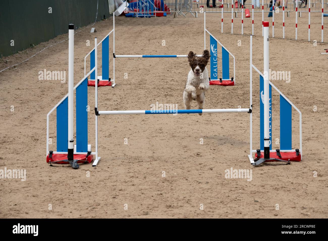 Die Junior Open Agility World Championships 2023. Stockfoto