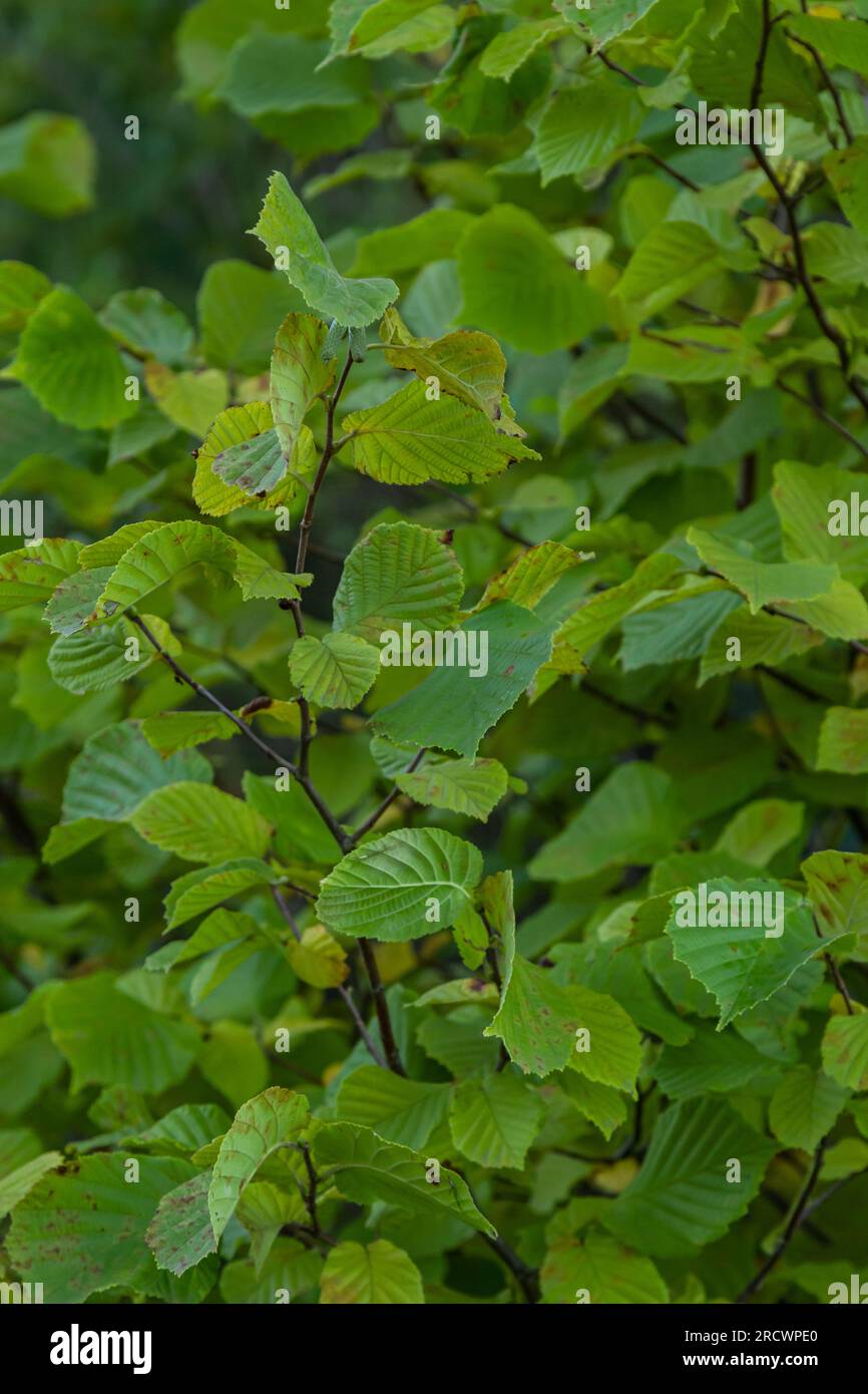 Gemeine Hasel Lombardii neue Blätter - lateinischer Name - Corylus avellana Lombardii. Stockfoto