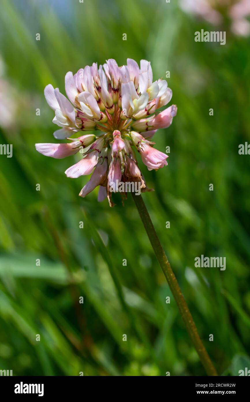 Weiße Kleeblümchen. Mehrjährige Fabaceae-Pflanzen. April-Juli ist die Blütezeit, und es ist auch eine Futter-, Gründünger- und Nektar-Pflanze. Stockfoto