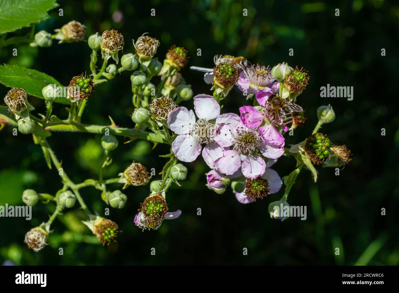 Blüten und Knospen aus rosafarbenen Brombeeren im Frühling - Rubus fruticosus. Stockfoto