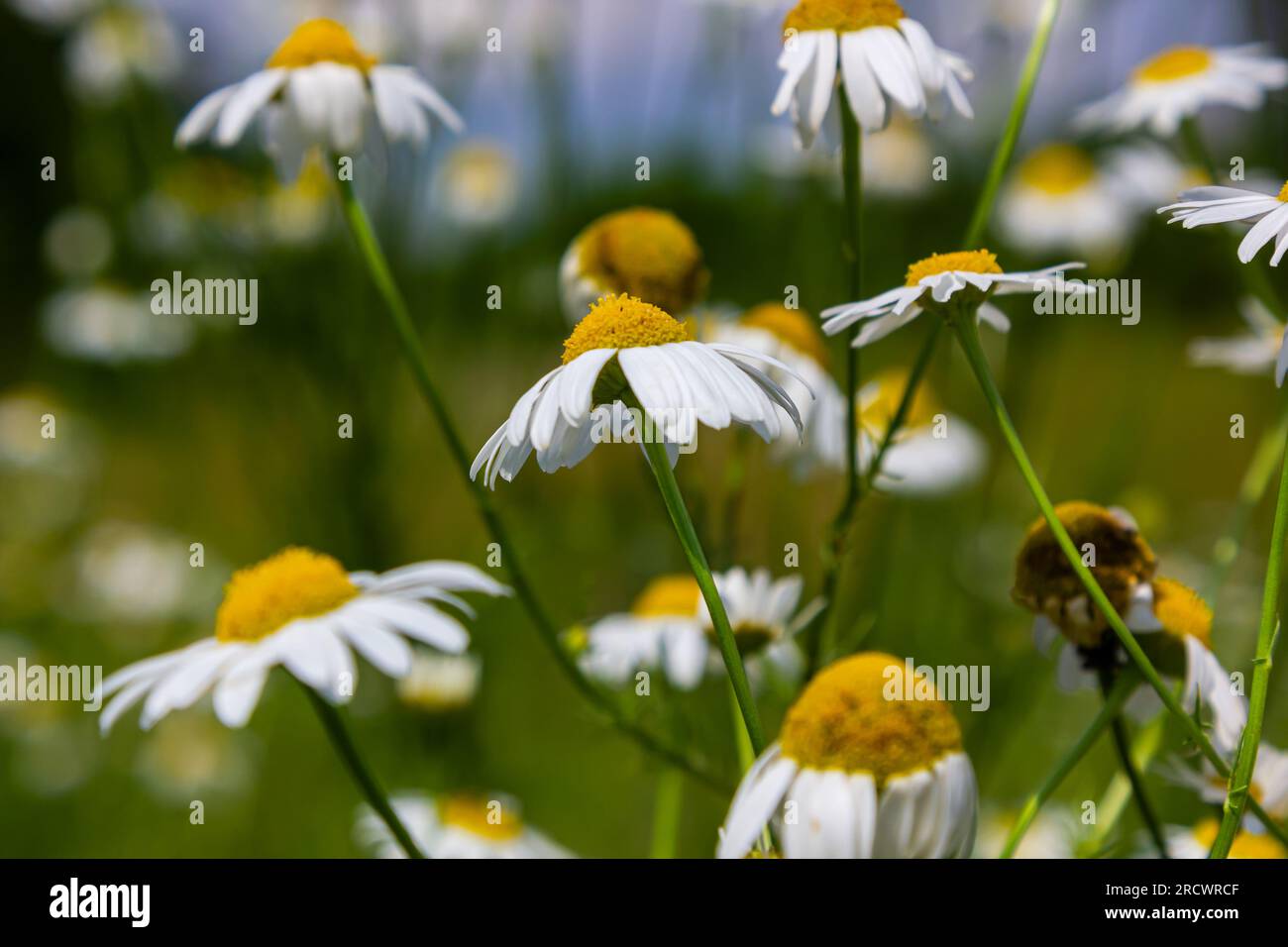 Fleischfliegen gehören zur Familie der Sarkophagen. Tripleurospermum inodorum, wilde Kamille, Mayweed, falsche Kamille und Baldr s Stirn, ist der Typ Spe Stockfoto