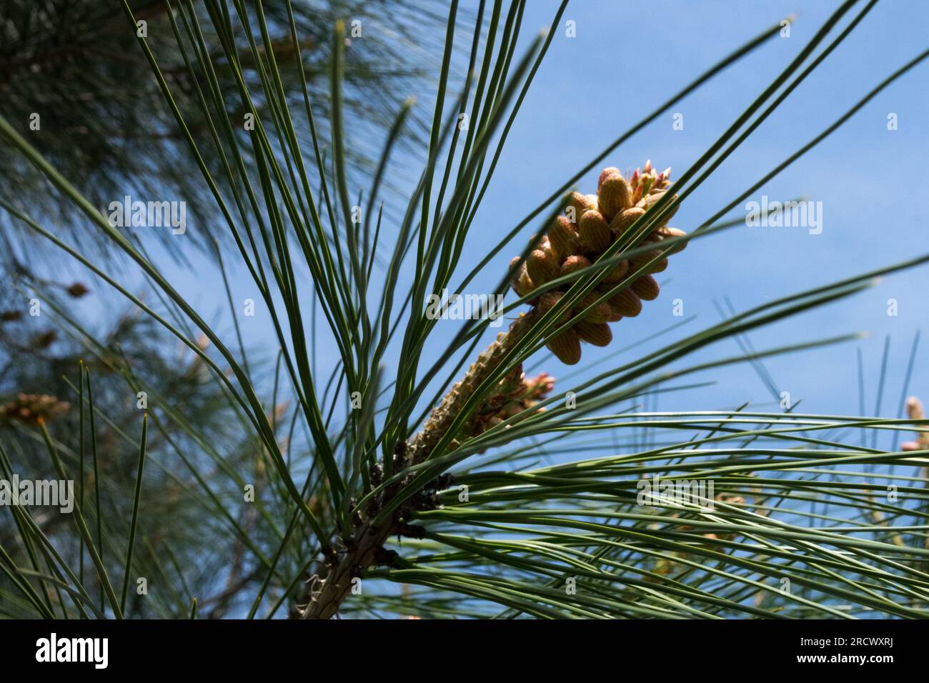 Nadeln von Pinus sabiniana, Digger Kiefer, Closeup Stockfoto