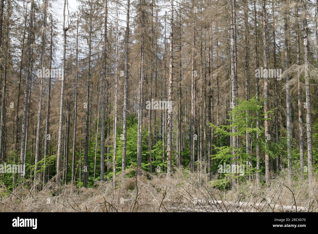 Bayerischer Wald / Deutschland - Kollaps eines unnatürlichen, widerstandsfähigen, gleichmäßig gereiften Fichtenstands aufgrund von Hitze, Dürre und Rindenkäfer-Befall. Stockfoto