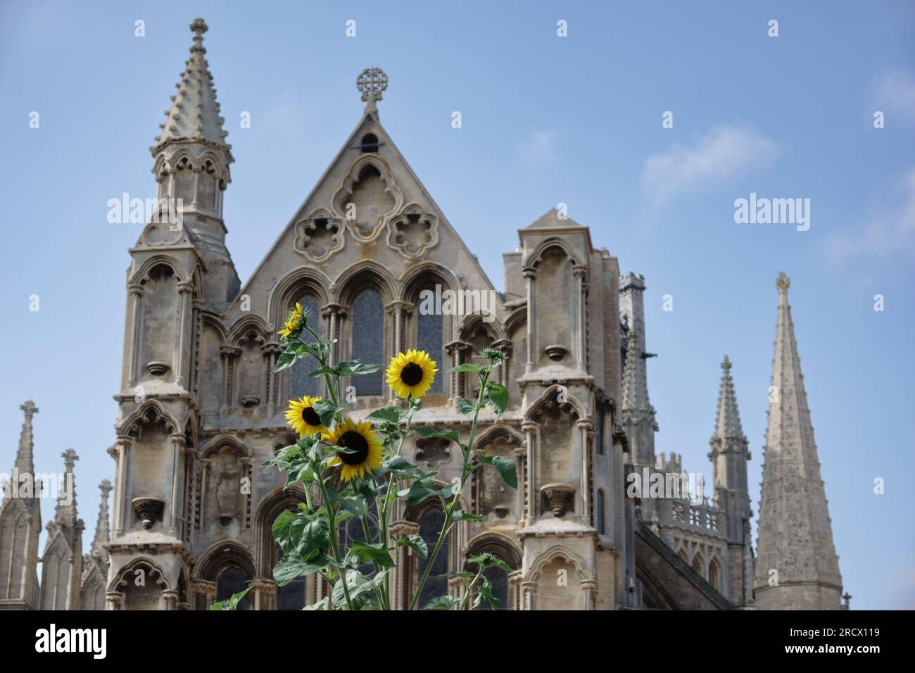 Ely Cathedral mit Sonnenblumen im Vordergrund Stockfoto