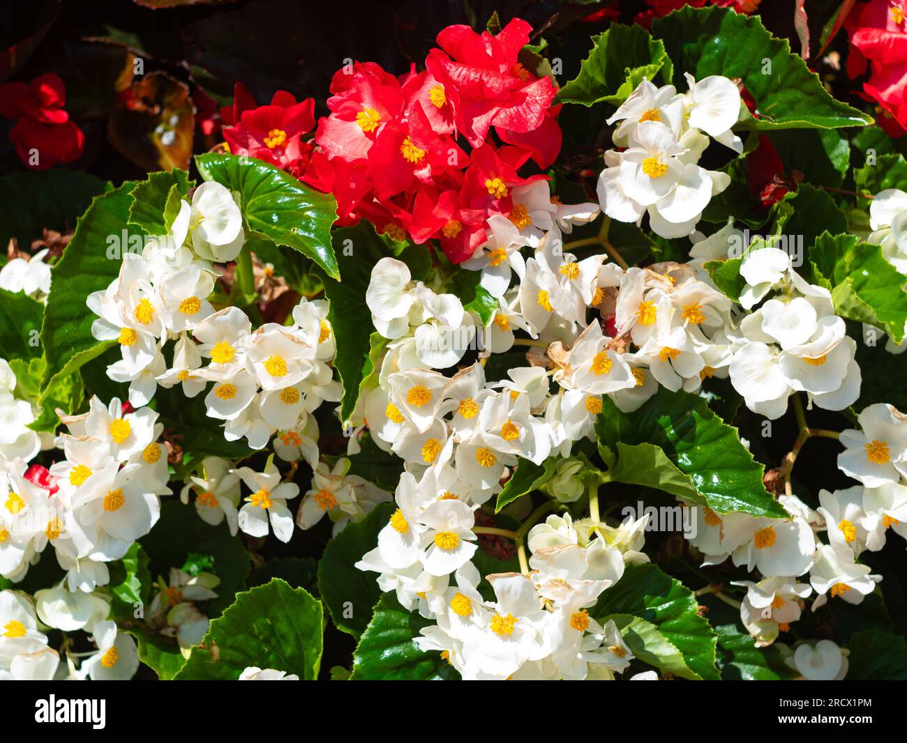 Blumenturm blühende rote weiße Begonia-Blumen in Kaskadenform Pflanzen Straßendekoration in Metallstruktur der Stadt. Städtische öffentliche Räume. Begoniaceae se Stockfoto