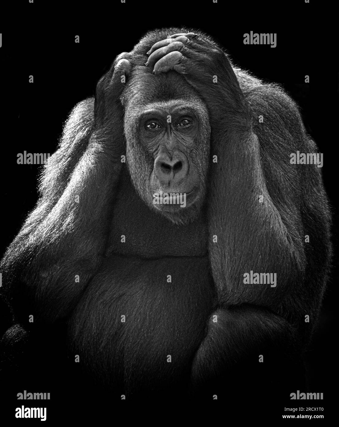 Ein Gorilla ist tief im Denken, BLACKPOOL ZOO, BLACKPOOL UK, VON einem Orang-Utan, der zwei Finger hochsteckt, zu einem Affen, der am schlimmsten Haartag dieser ima leidet Stockfoto