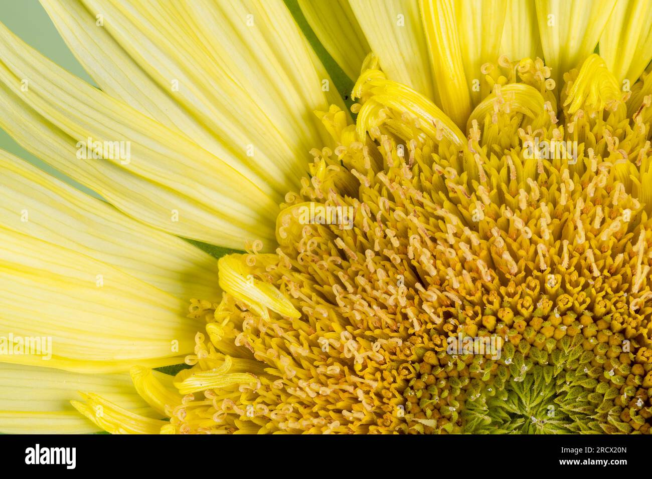 Nahaufnahme der Mitte einer gelben Sonnenblume Stockfoto