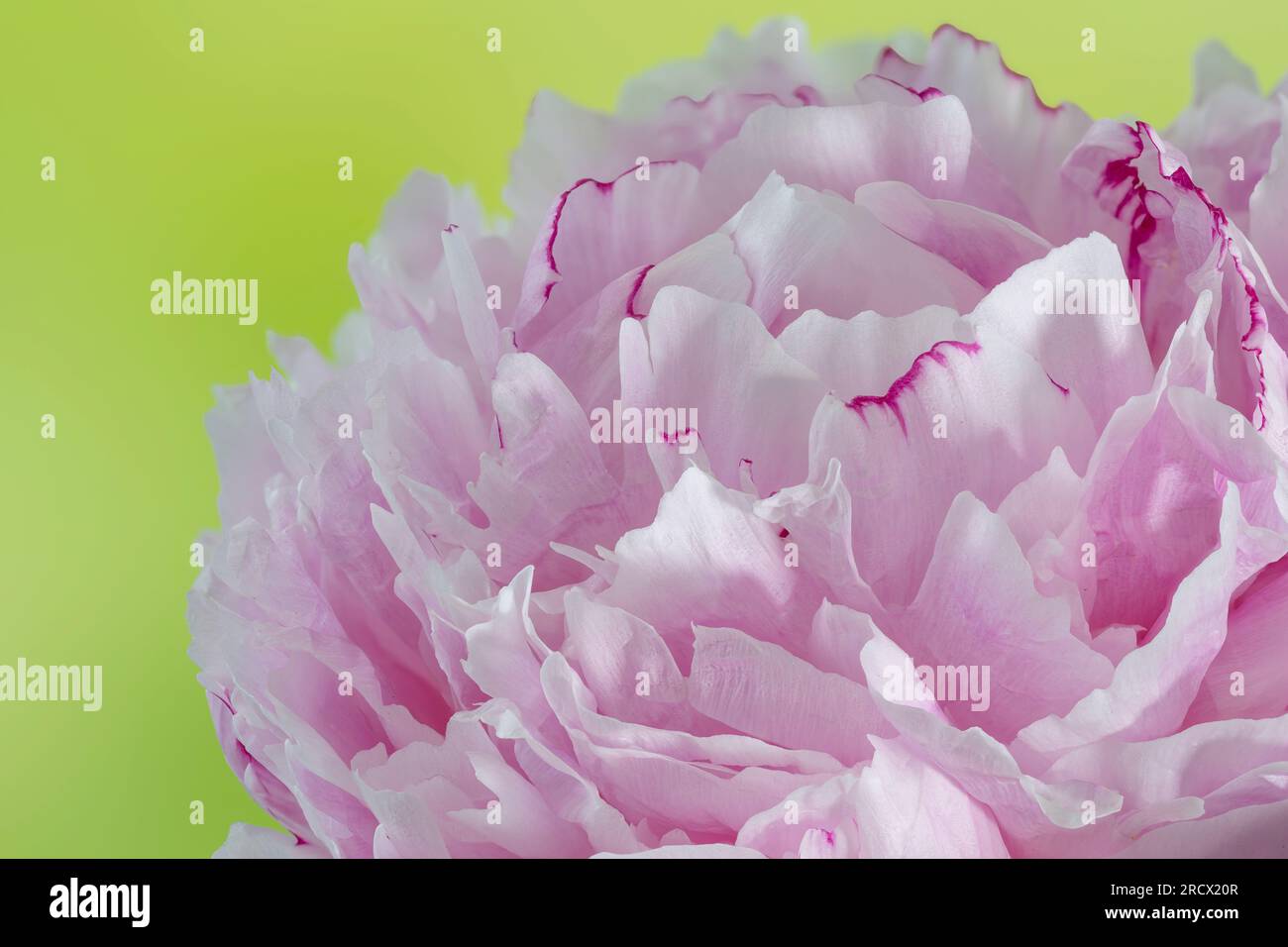 Eine Nahaufnahme einer wunderschönen pinkfarbenen Pfingstrose mit einer Vielzahl von Blütenblättern in Schichten Stockfoto