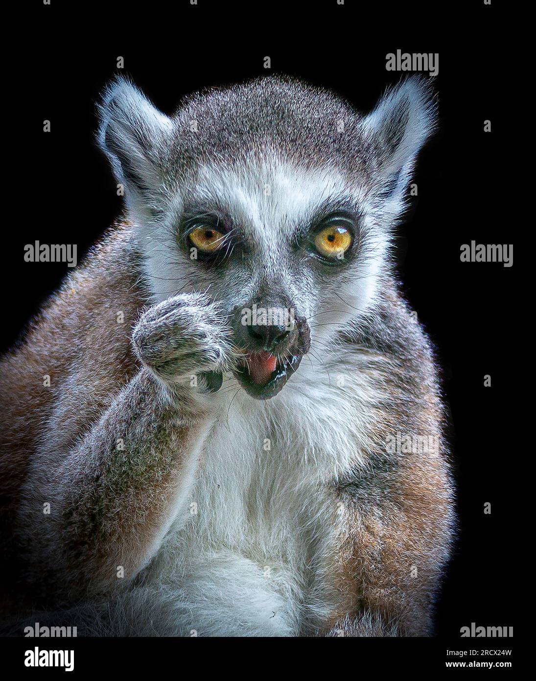 Ein frecher Lemur stellt seine Kampffffäuste auf, BLACKPOOL ZOO, BLACKPOOL UK, VON einem Orang-Utan, der zwei Finger hochsteckt, zu einem Affen, der am schlimmsten Haare hat Stockfoto