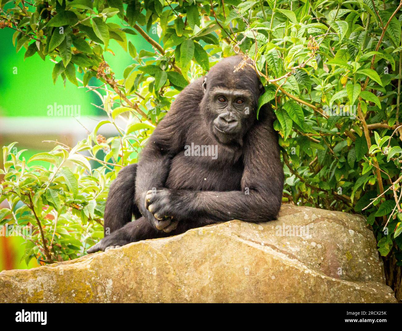 Ein junger Gorilla in seiner coolsten Pose, BLACKPOOL ZOO, BLACKPOOL UK, VON einem Orang-Utan, der zwei Finger auf einen Affen steckt, der am schlimmsten Haare hat Stockfoto