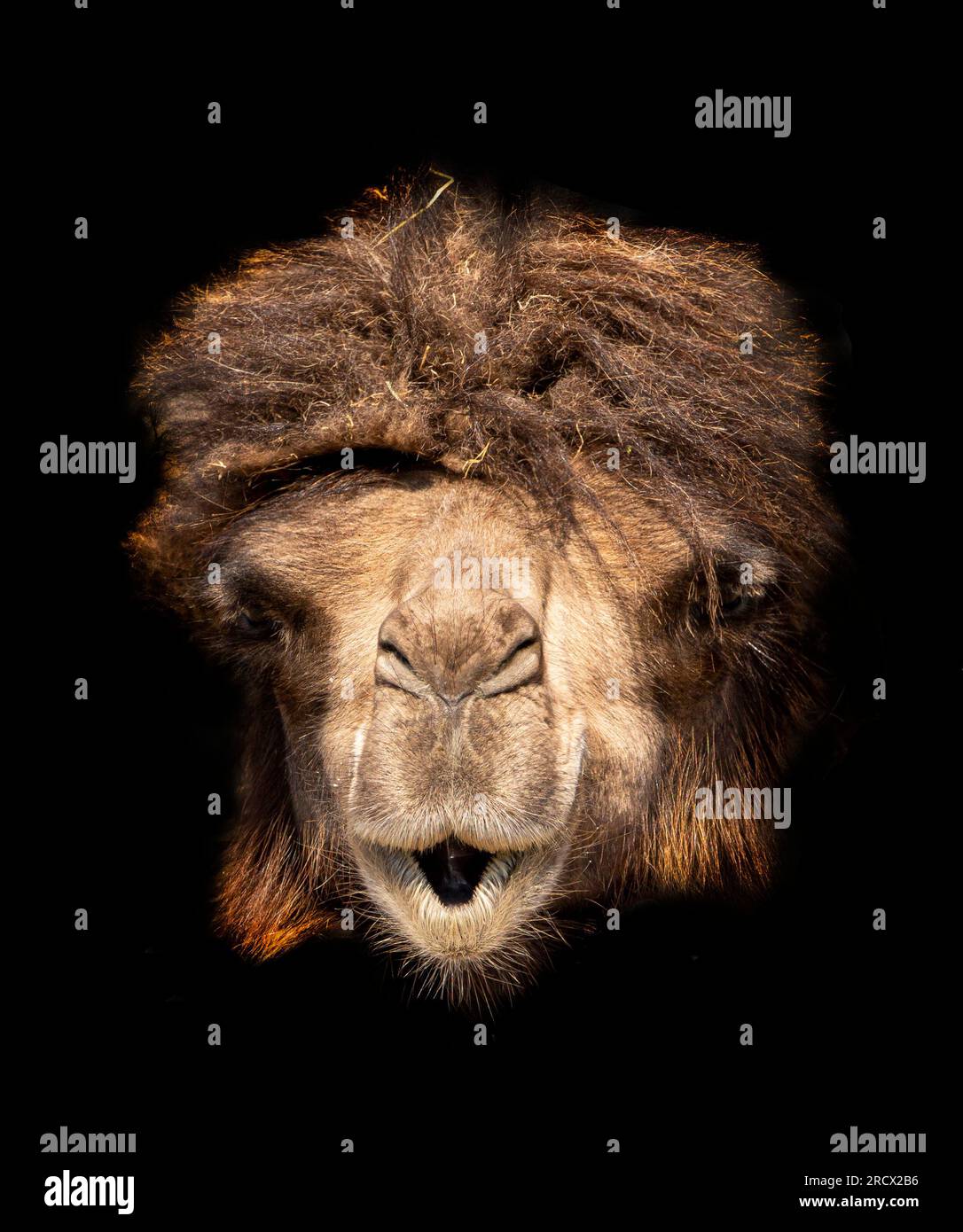 Dieses Kamel ist erschöpft, KNOWSLEY SAFARI PARK, PRESCOT UK, VON einem Orang-Utan, der zwei Finger an einen Affen krummt, der am schlimmsten Haartag dieser ima leidet Stockfoto