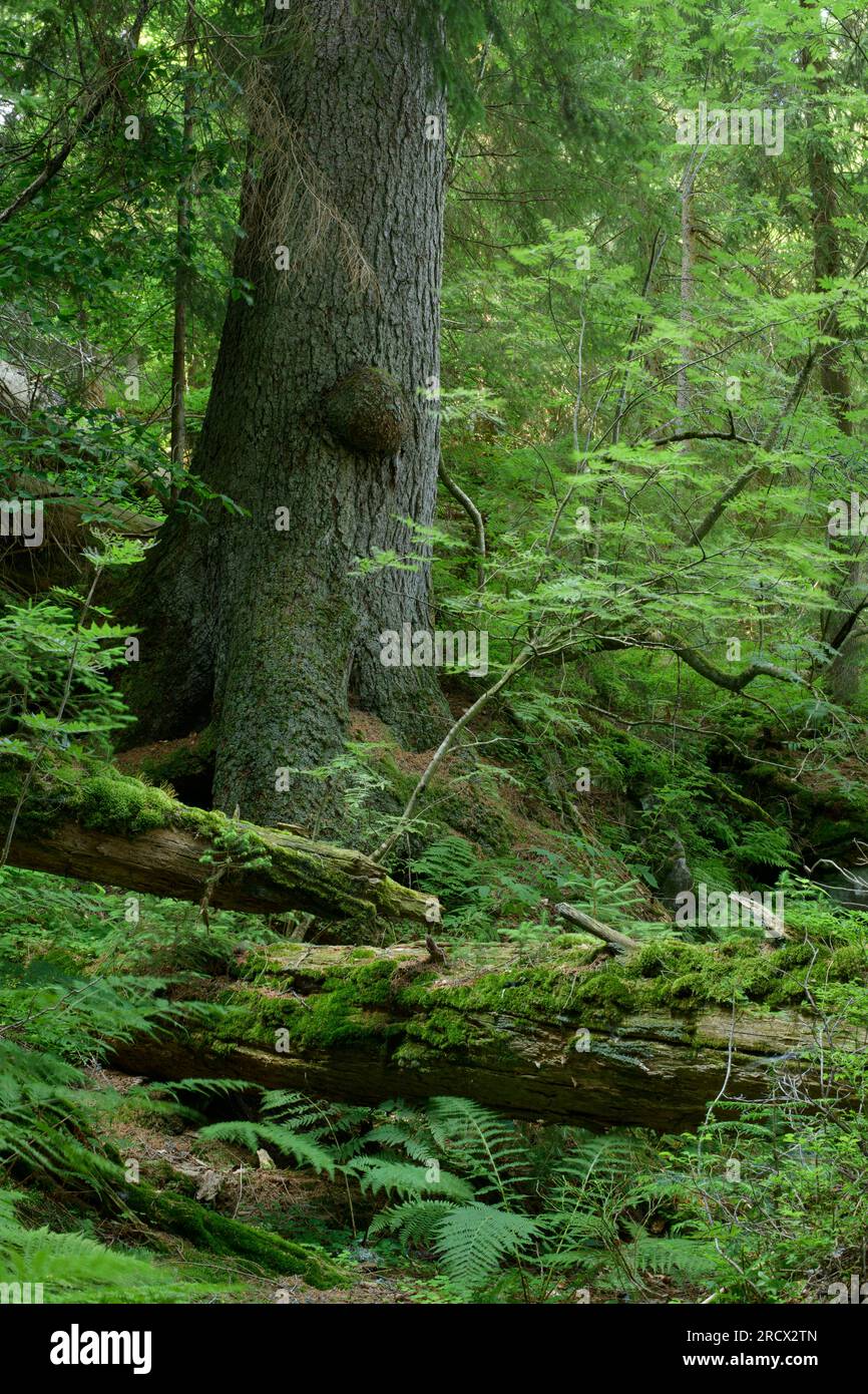 Bayerischer Wald / Deutschland - Primärwald Relikt an steilen Hängen nahe Arbersee. Stockfoto