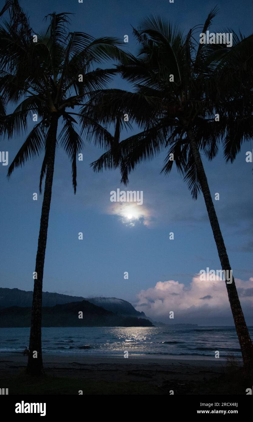 Vollmond durch Palmen, Hanalei Bay, Kauai Stockfoto