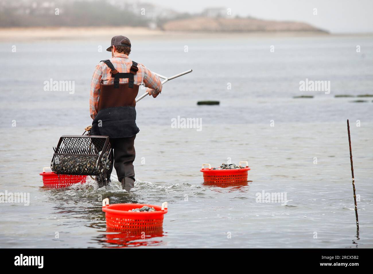Cape Cod Muschelgräber mit Rechen voller Muscheln, um Körbe zu ernten Stockfoto
