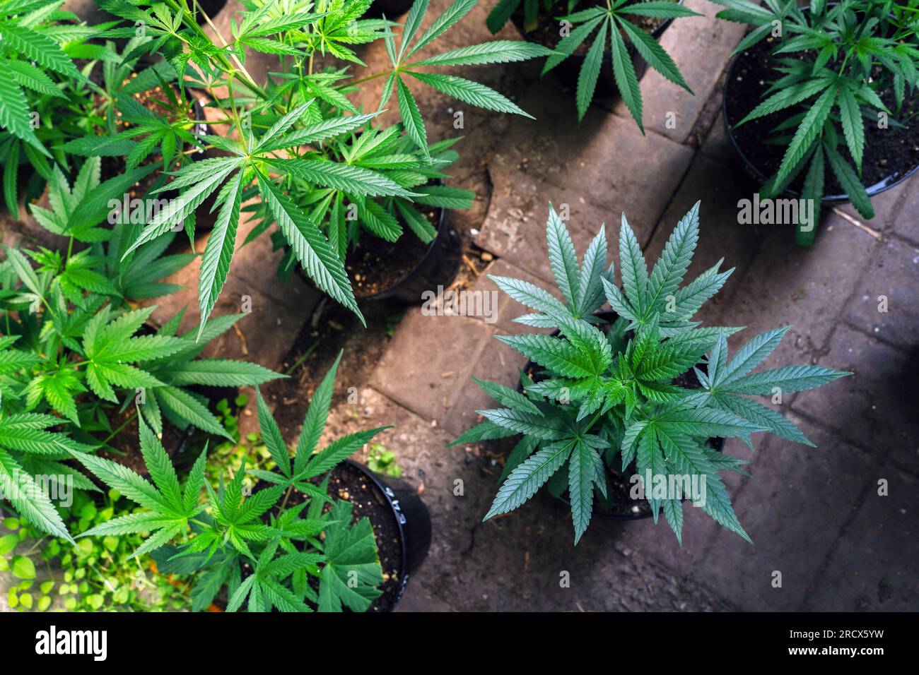 Kleine Cannabispflanzen In Den Töpfen. Stockfoto