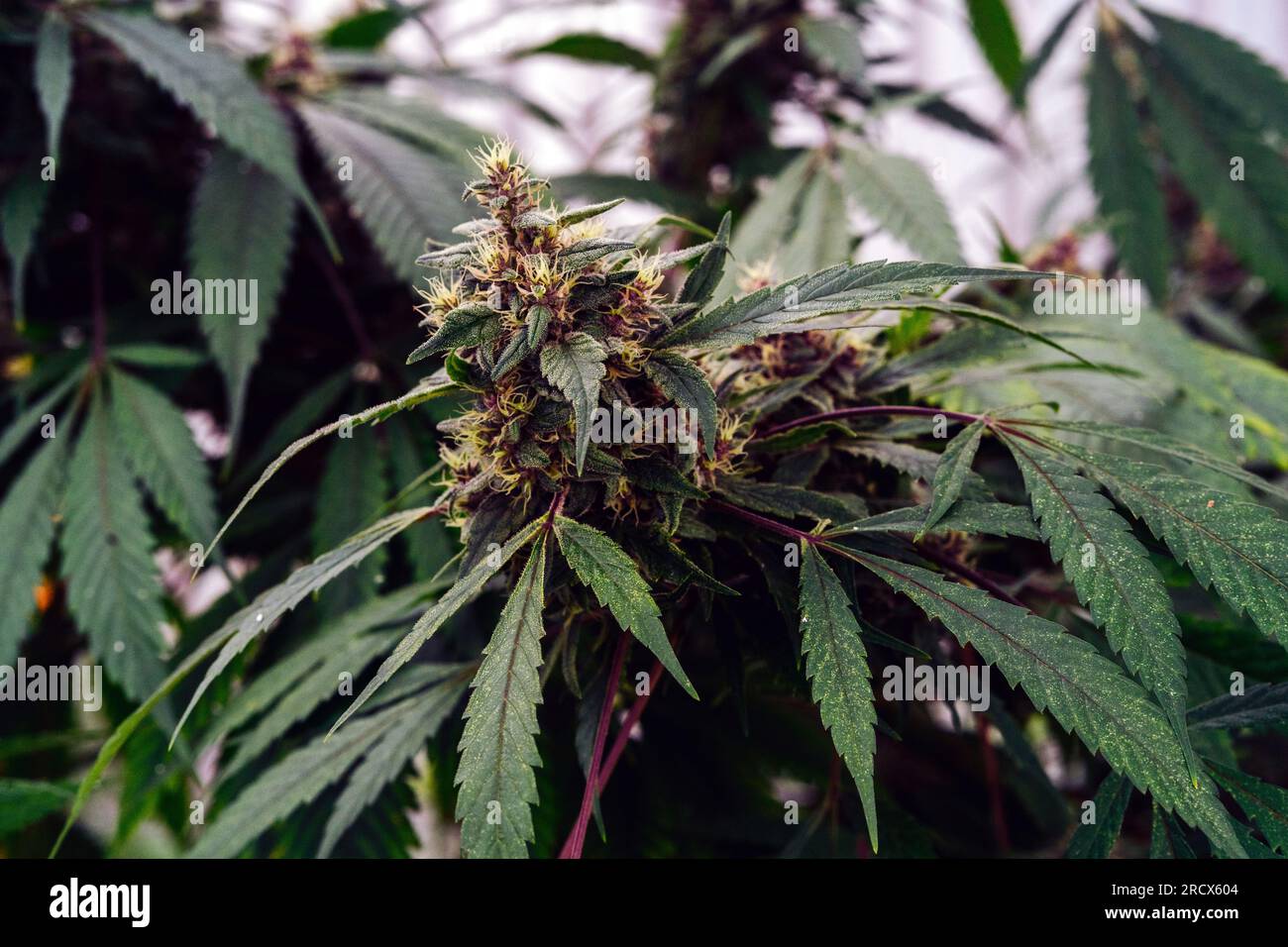 Organische Medizinische Marijuana Bud. Stockfoto