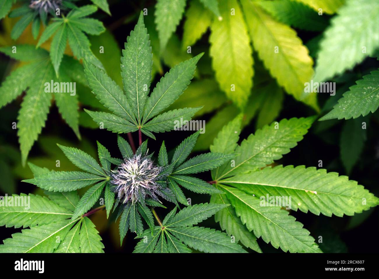 Detail Einer Anlage von Organic Medical Marijuana. Stockfoto