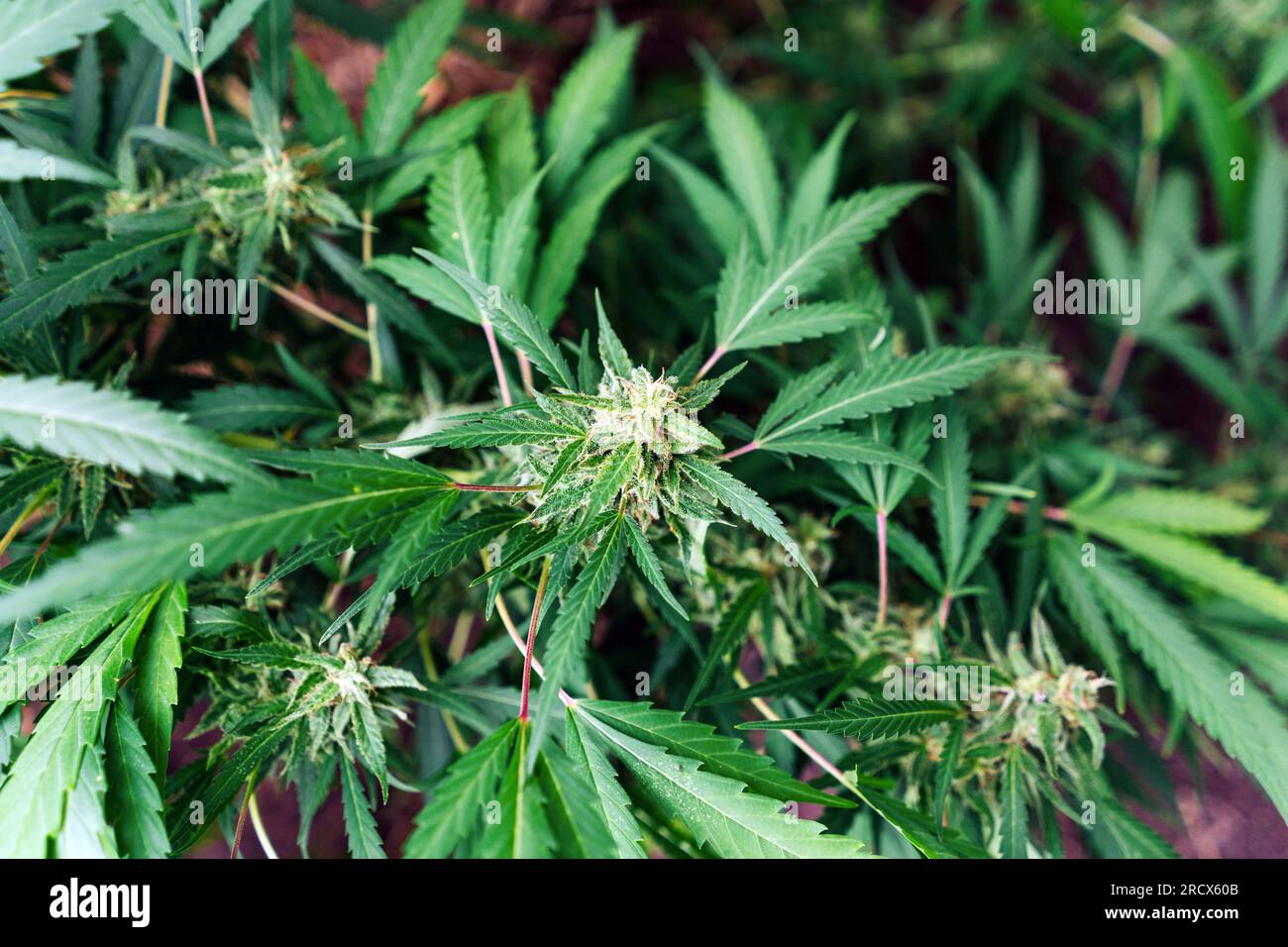 Organische Medizinische Marijuana-Plantage. Stockfoto