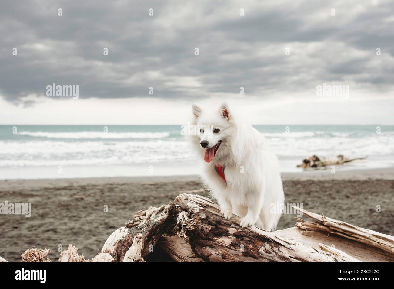 Kleiner flauschiger weißer Hund, der auf Treibholz am Strand sitzt Stockfoto