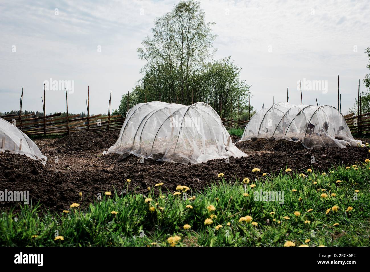 Gemüse im Garten anbauen Stockfoto