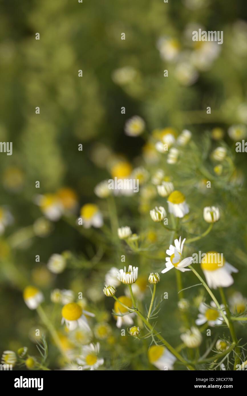Nahaufnahme von Kamillenblumen in einem Sommergarten. Stockfoto