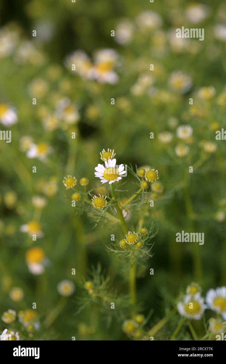 Nahaufnahme von Kamillenblumen in einem Sommergarten. Stockfoto