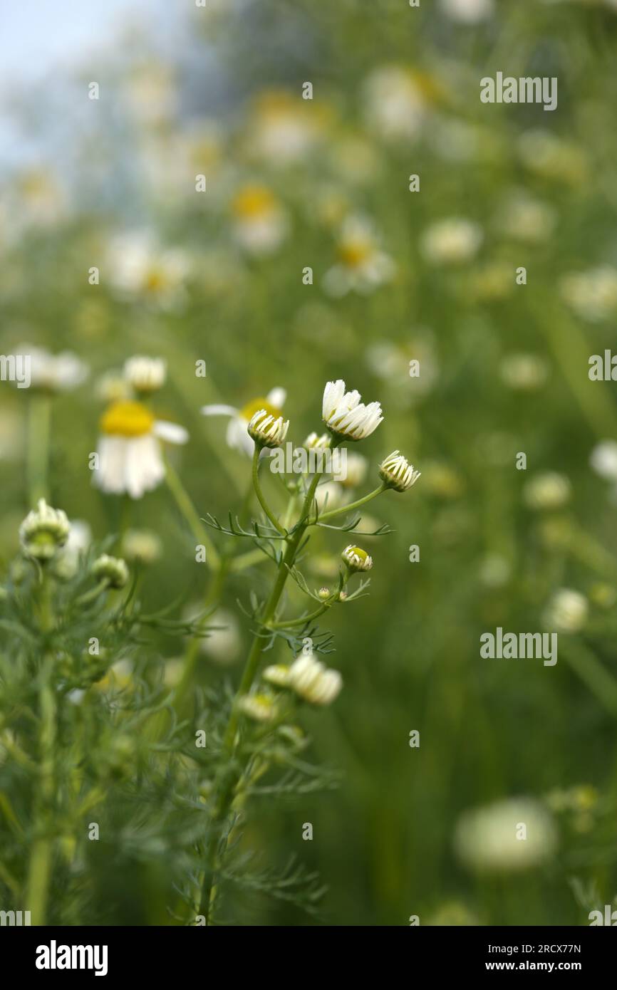 Nahaufnahme von Kamillenblumen in einem Sommergarten. Stockfoto