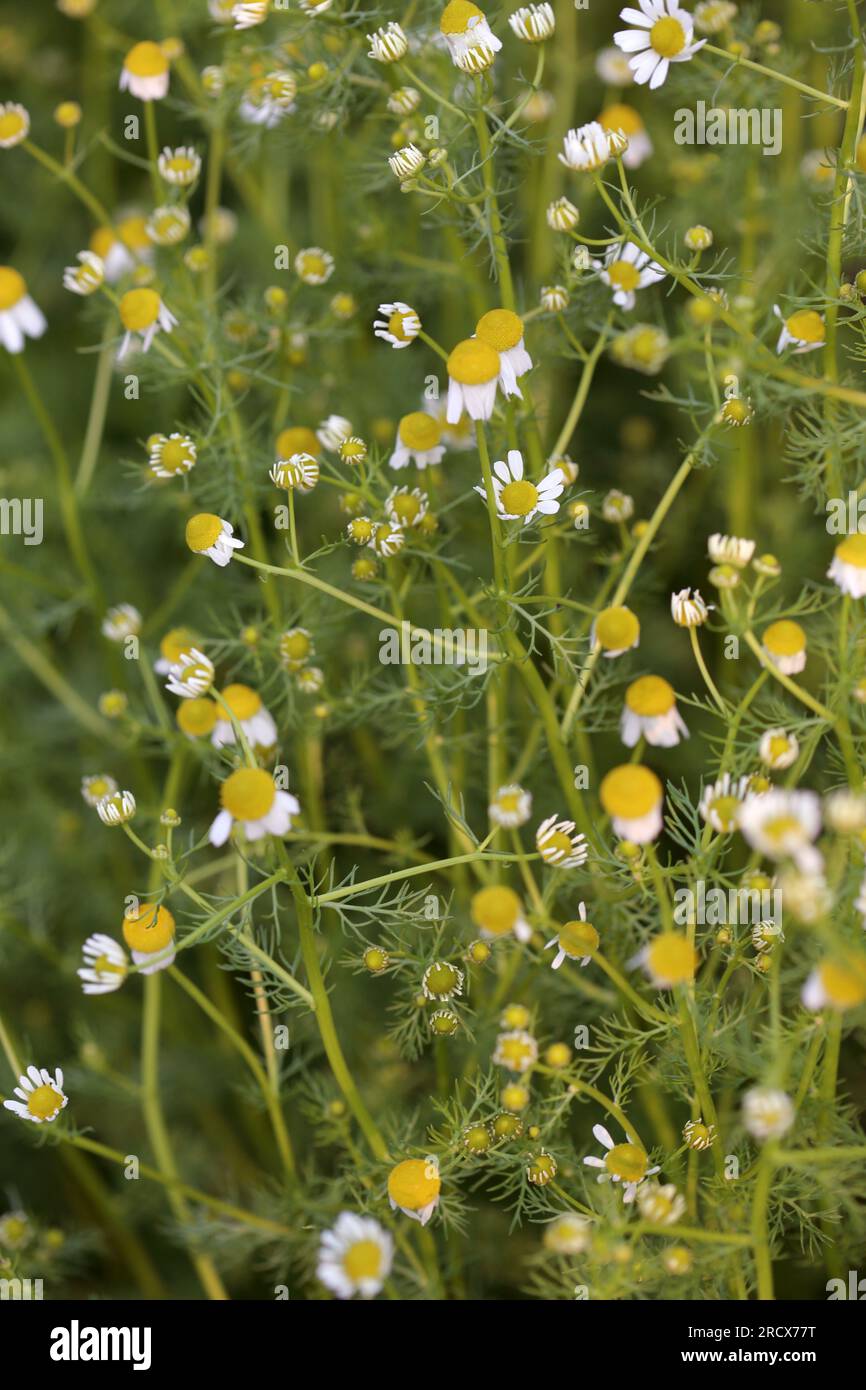 Zarte Kamillenblumen wachsen in einem Sommergarten. Stockfoto
