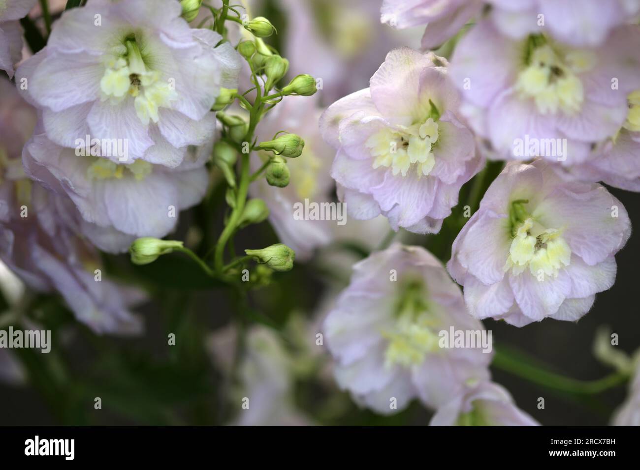 Nahaufnahme zarter blasslila Delphinium-Blumen. Stockfoto