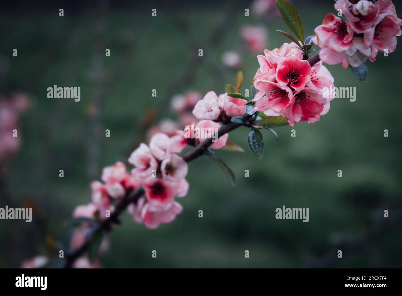 Eine Reihe rosafarbener Frühlingsblüten eines Zweigs Stockfoto