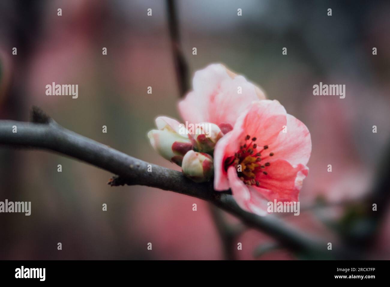 Nahaufnahme der Frühlingsblüte auf einem Baumzweig Stockfoto