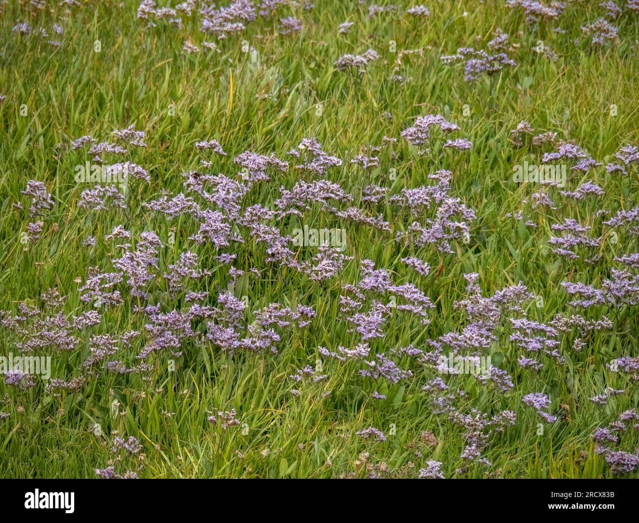 Limonium sinuatum, auch bekannt als Wellenblatt-Lavendel, Stacie, Seevendel, Kerbblatt-Sumpfrosmarin, Meerrosa. Wildwuchs an der Küste von Devon, Großbritannien. Stockfoto