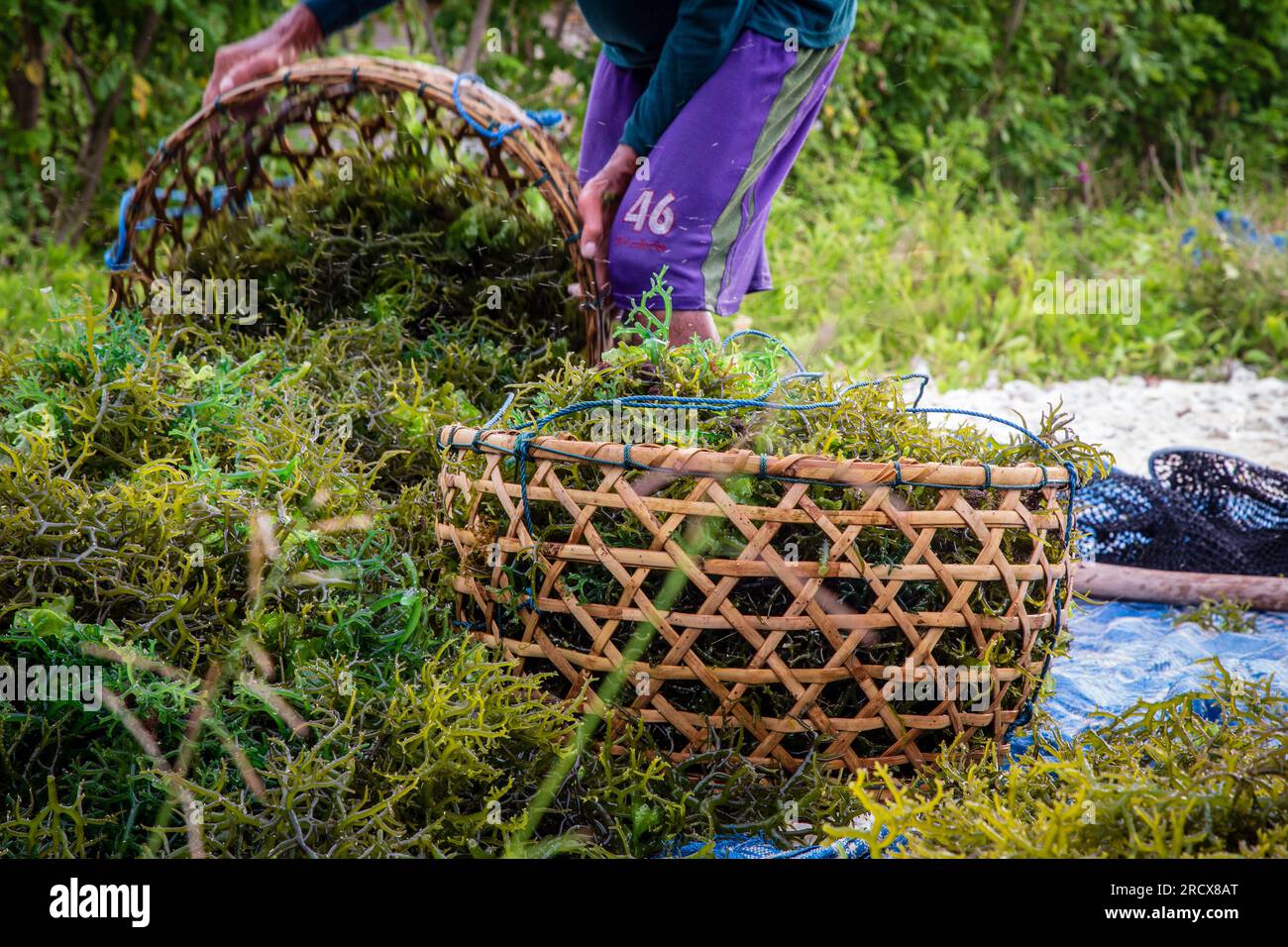 Nahaufnahme von mit Seetang gefüllten Strohkörben Stockfoto