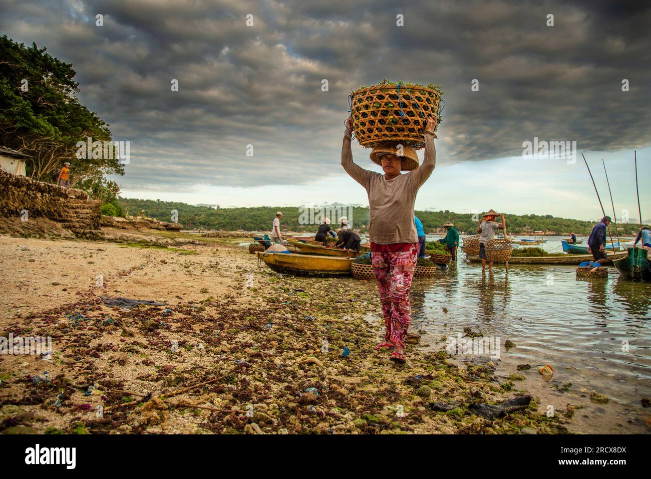 Lady, in rosa Hosen, mit einem Korb Seetang auf dem Kopf Stockfoto
