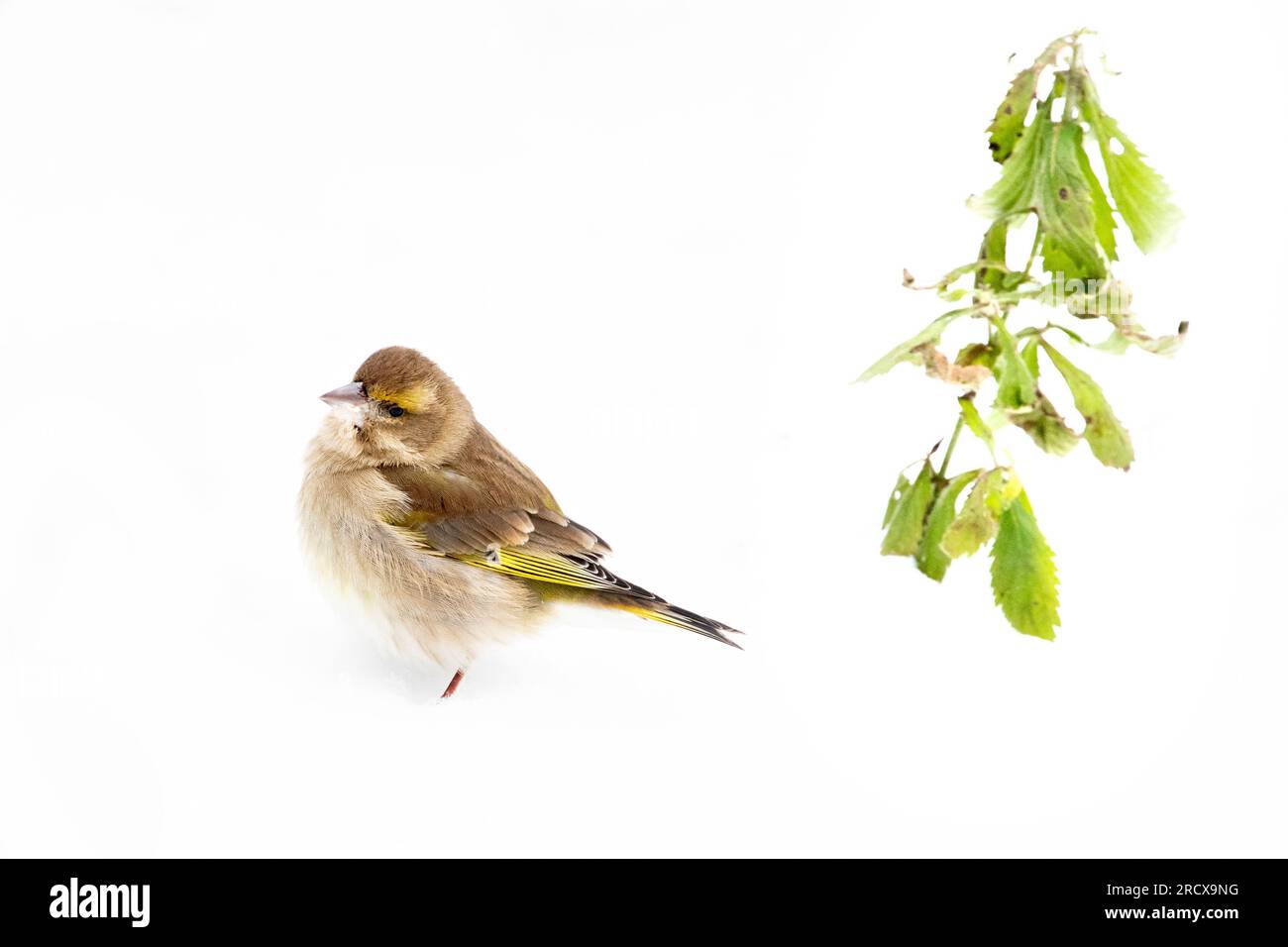 westlicher Grünfink (Carduelis chloris, Chloris chloris), Weibchen hoch oben im Schnee, Niederlande Stockfoto
