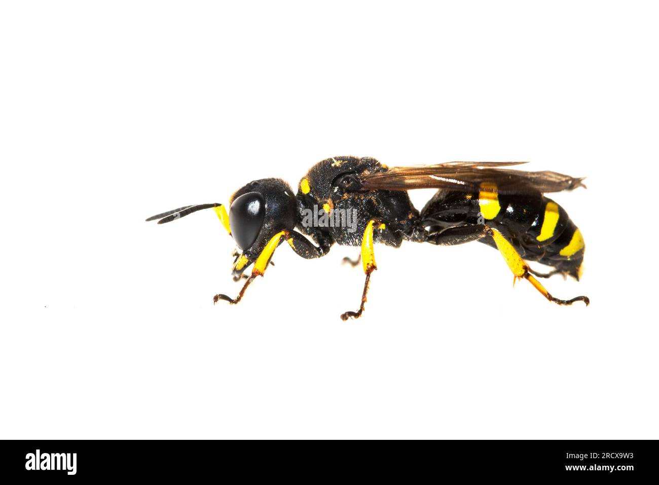 Wespe (Ectemnius continuus), Seitenansicht, Ausschnitt, Niederlande Stockfoto
