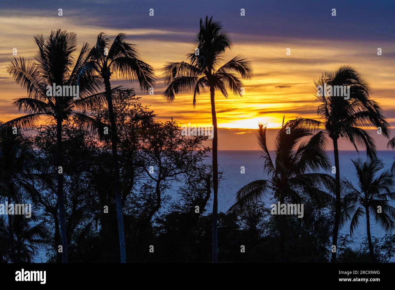 Kokospalmen (Cocos nucifera), Kokospalmen am Meer im Nachglühen, USA, Hawaii, Maui, Kihei Stockfoto