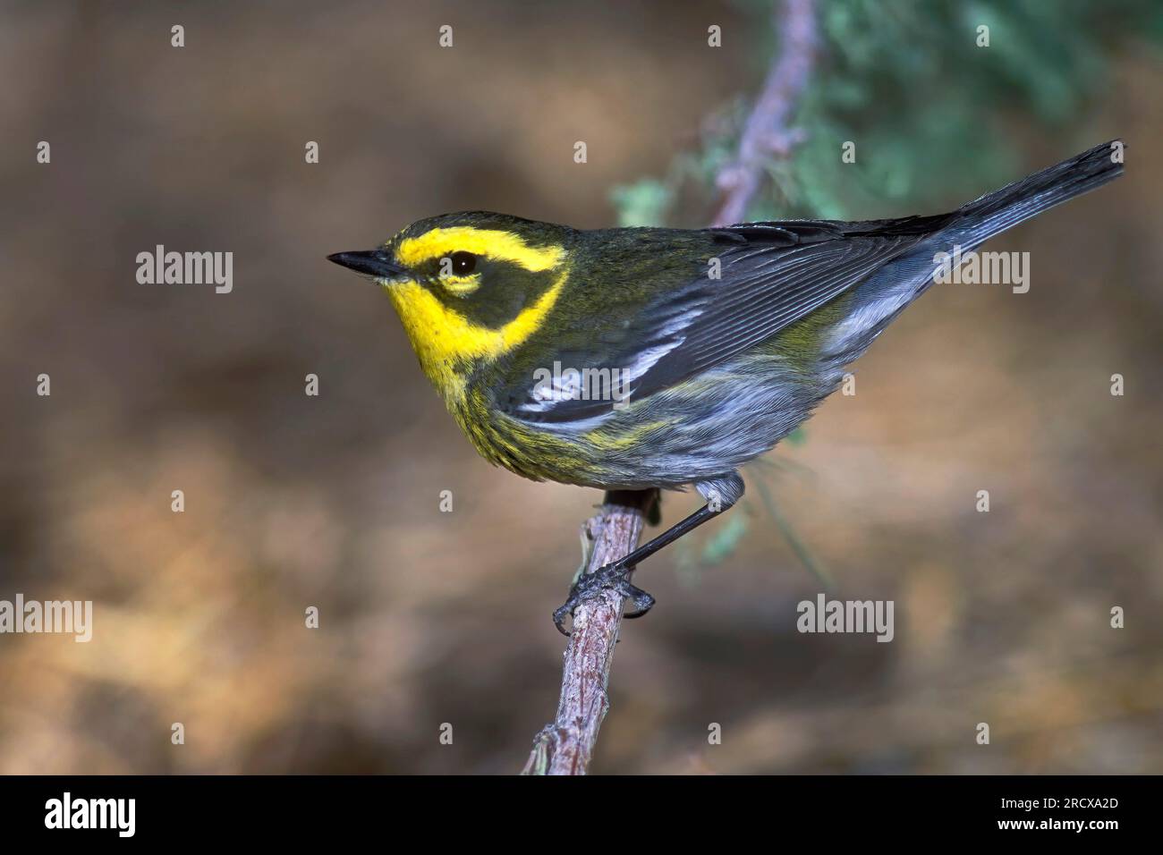 Townsend's Warbler (Setophaga Townsendi), weibliche Sitzbank auf einem Ast, Seitenansicht, USA, Kalifornien Stockfoto