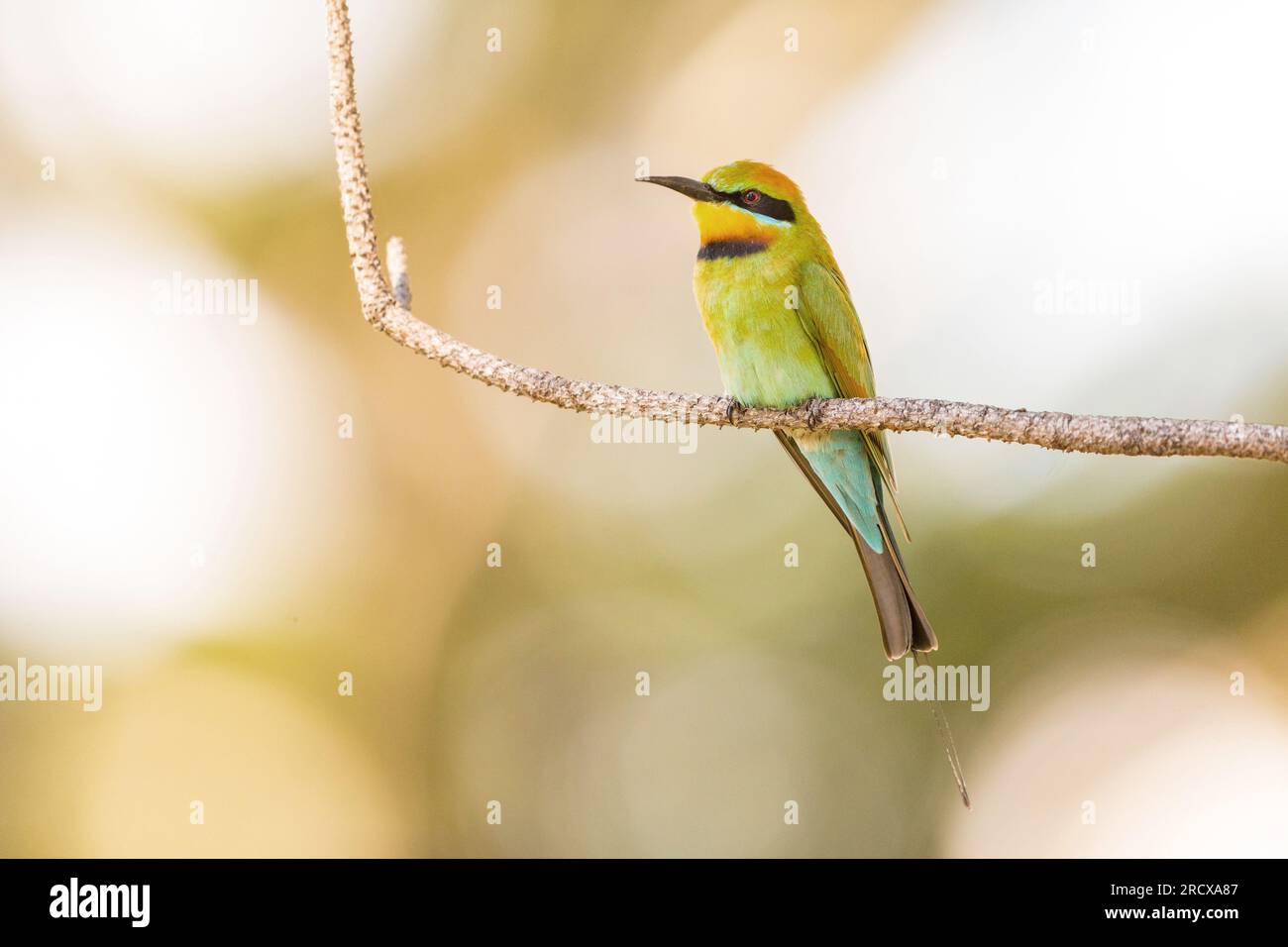 Austalian Bee Eater (Merops ornatus), sitzt auf einem Zweig, Australien, Queensland, Fogg Dam Conservation Reserve Stockfoto